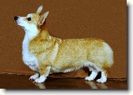 Pembrok Welsh Corgi