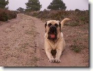 English Mastiff