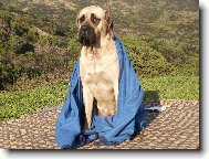 English Mastiff