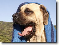 English Mastiff