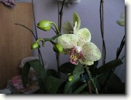 Orchidaceae