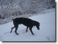 Dobermann, Doberman