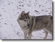 Alaskan Malamute