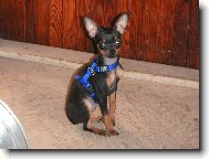 PRAGUE RATTER