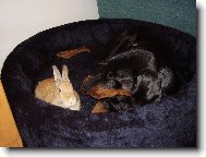 Dobermann, Doberman
