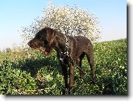 Czech Pointer, Bohemian wire-haired Pointing griffon