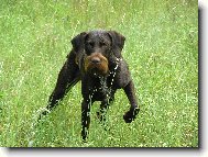 Czech Pointer, Bohemian wire-haired Pointing griffon