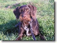 Czech Pointer, Bohemian wire-haired Pointing griffon