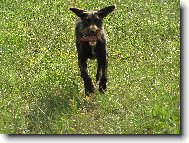 Czech Pointer, Bohemian wire-haired Pointing griffon