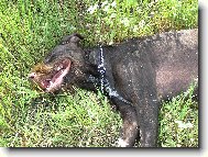 Czech Pointer, Bohemian wire-haired Pointing griffon