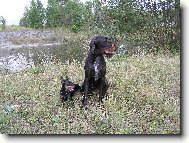 Czech Pointer, Bohemian wire-haired Pointing griffon