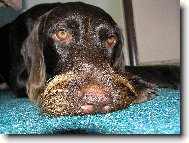 Czech Pointer, Bohemian wire-haired Pointing griffon