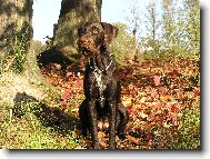 Czech Pointer, Bohemian wire-haired Pointing griffon