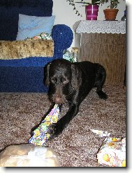 Czech Pointer, Bohemian wire-haired Pointing griffon
