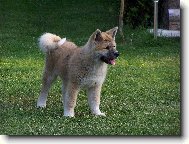 Japanese Akita