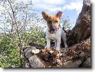 Jack Russell Terrier