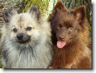 Deutscher spitz - Kleinspitz, German Spitz  Miniature Spitz