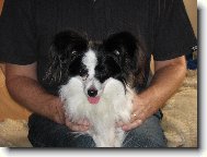 Papillon