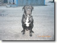 Bandogge