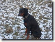 Dobermann, Doberman