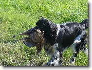 English Springer Spaniel