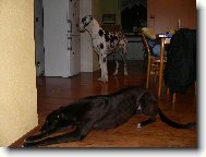 Deutsche Dogge