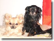 Chihuahua