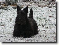 Scottish terrier \(Dog standard\)
