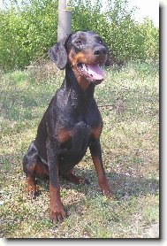 Dobermann, Doberman