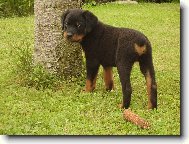 Rottweiler