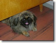 Pekingese, Pekinese, Peking Palasthound