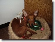 Zwergpinscher