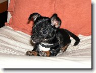 Chihuahua