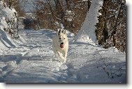 White swiss shepherd dog \\\\\(Dog standard\\\\\)