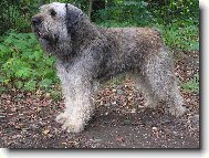 Bouvier des flandres \(Dog standard\)