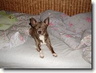 Chihuahua 2