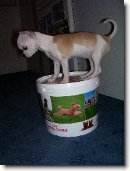 Chihuahua
