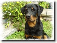 Rottweiler