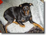 Dobermann, Doberman