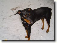 Dobermann, Doberman