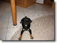 German Pinscher