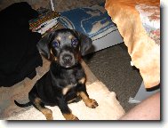 German Pinscher