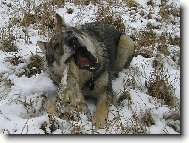 Chechoslovakian wolfdog \\\\\\\\\\\\\\\\\\\\\(Dog standard\\\\\\\\\\\\\\\\\\\\\)