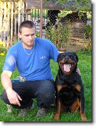 Rottweiler