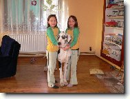 Deutsche Dogge