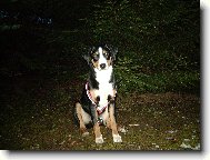 Appenzeller Sennenhund