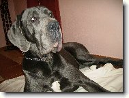 Deutsche Dogge