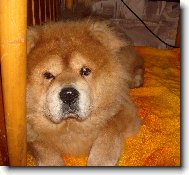 Chow Chow