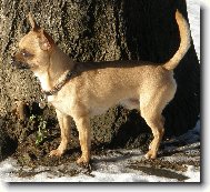 Chihuahua