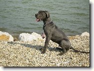 Deutsche Dogge